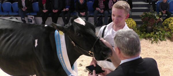 Корову Леди Гага признали самой красивой на шоу в Германии - Sputnik Молдова