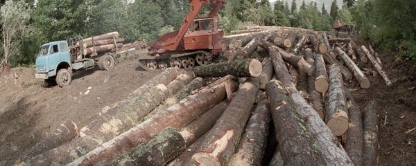 Skogsbruk i Ryssland - Sputnik Moldova