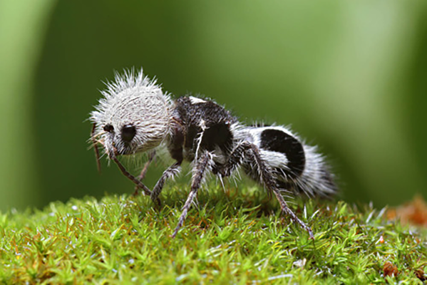 Вид ос, из-за необычной внешности прозванный муравьем-пандой - Sputnik Молдова