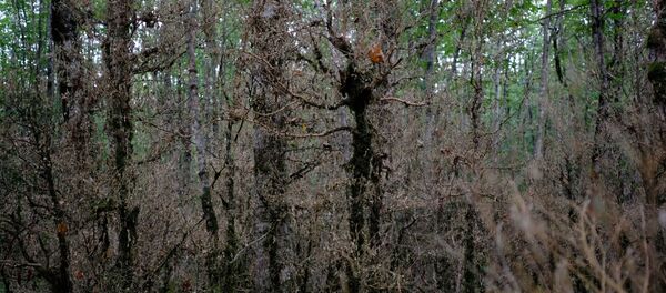 Лес, пораженный вредителями Лес, пораженный вредителями - Sputnik Молдова