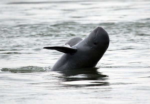 Delfinul Irrawaddy înotând în râul Mekong - Sputnik Moldova-România
