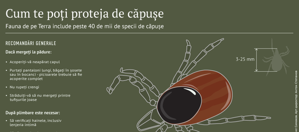 Cum te poți proteja de căpușe - Sputnik Moldova