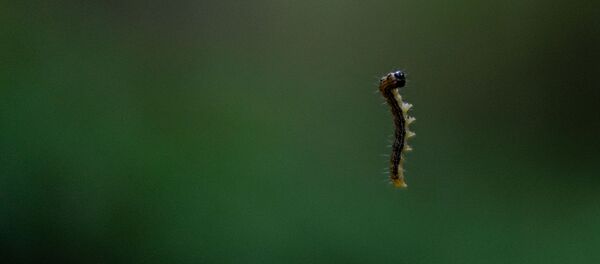 Гусеница огнёвки - Sputnik Молдова