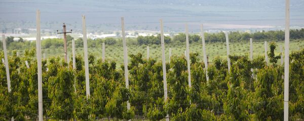 Proiectul Agricultura Competitivă în Moldova a fost extins - Sputnik Moldova