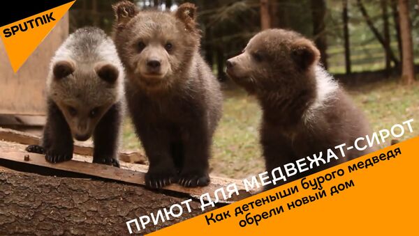 Приют для медвежат-сирот - Sputnik Молдова