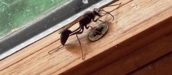 Viespe de noroi - Sputnik Moldova