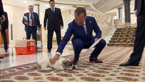 Дмитрию Медведеву подарили щенка - Sputnik Молдова