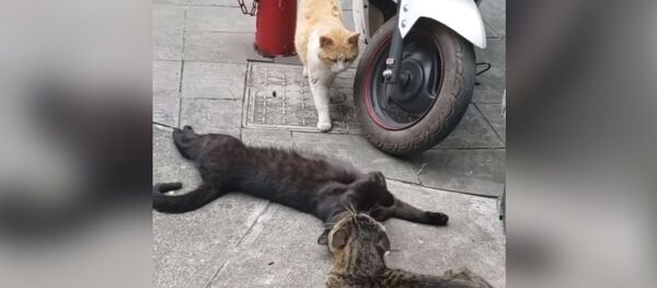 Кот застукал кошку с любовником Кот застукал кошку с любовником - Sputnik Молдова