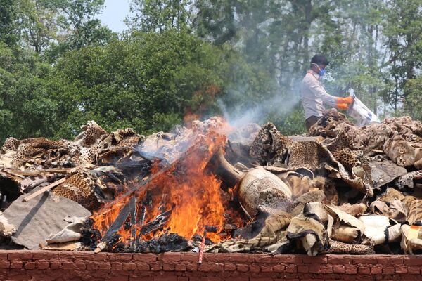 Работник непальского национального парка Читван сжигает части животных, изъятые у браконьеров в национальном парке Читван, Непал - Sputnik Молдова