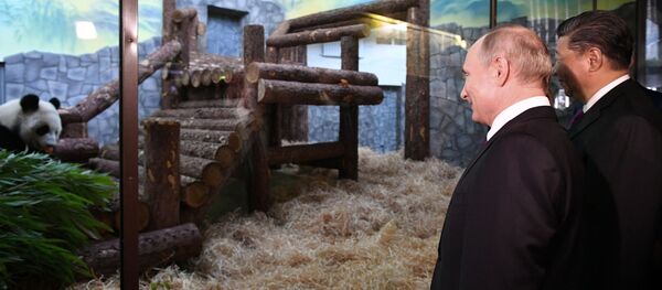 Мероприятия с участием президента РФ В. Путина в рамках государственного визита в РФ председателя КНР Си Цзиньпина - Sputnik Moldova