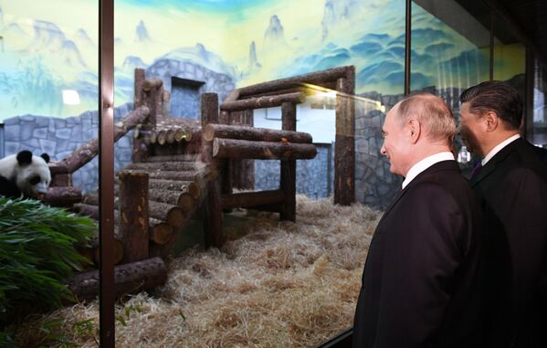 Председатель КНР Си Цзиньпин и президент России Владимир Путин в официальной церемонии передачи правительством Китая двух больших панд Московскому зоопарку - Sputnik Moldova-România
