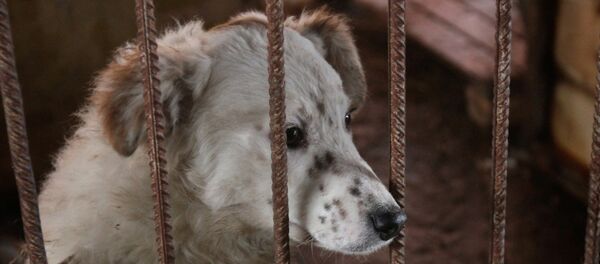 Бездомная собака в приюте. Бездомная собака в приюте. - Sputnik Молдова