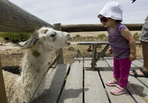 Девочка на ферме альпак в Мицпе Рамоне, Израиль  - Sputnik Молдова