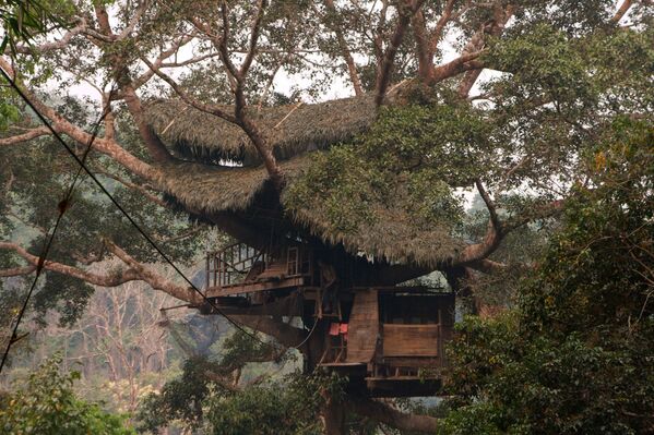 Дом на дерево среди леса с гиббонами в Лаосе - Sputnik Молдова