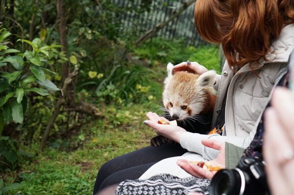 Девушка кормит красную панду в зоопарке Веллингтона, Новая Зеландия - Sputnik Молдова