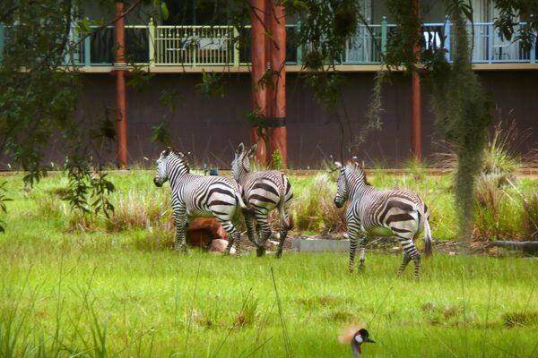 Зебры на территории отеля Disney's Animal Kingdom Lodge - Sputnik Молдова