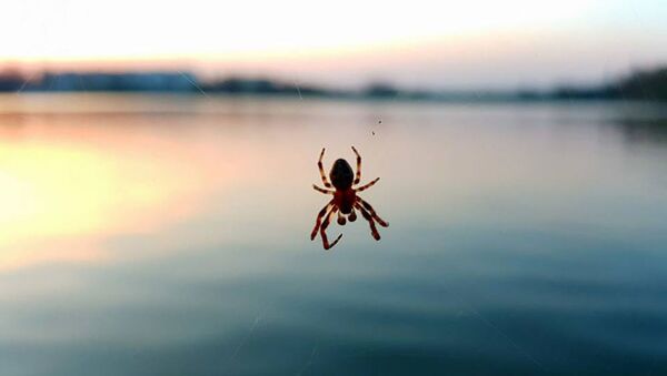 Păianjen - Sputnik Moldova