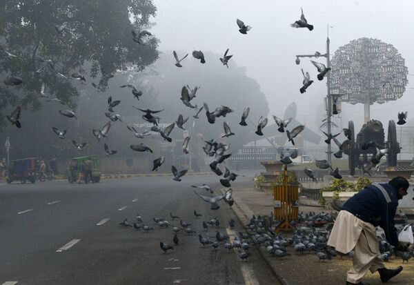 Пакистанец кормит голубя на обочине дороги в условиях сильного тумана и смога в Лахоре 3 января 2019 года - Sputnik Молдова