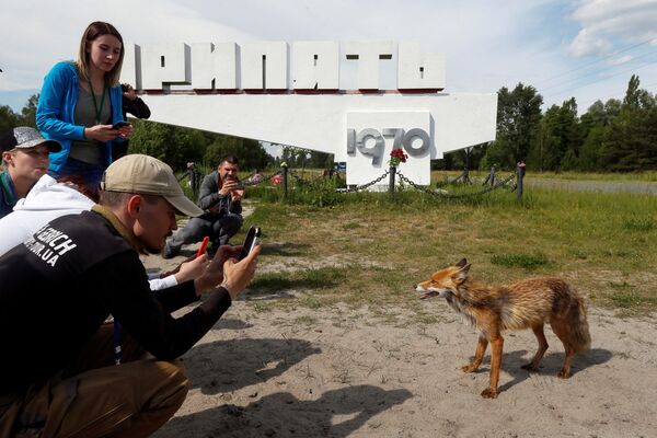 Туристы фотографируют лису в городе Припять у Чернобыльской АЭС - Sputnik Молдова