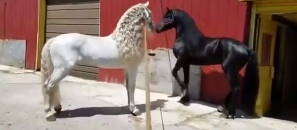 Самые красивые лошади мира Самые красивые лошади мира - Sputnik Молдова