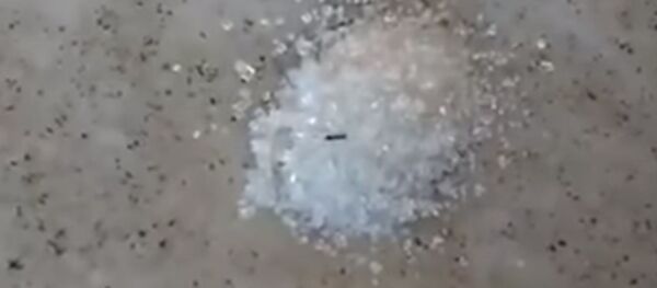 Два парня придумали розыгрыш для муравьев - Sputnik Молдова