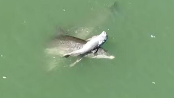 Мать-дельфин пытается оживить своего малыша - Sputnik Молдова
