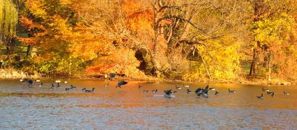 В Нью-Йорк после снегопада пришло бабье лето - Sputnik Молдова