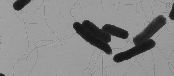 Бактерия сальмонеллы - Sputnik Молдова