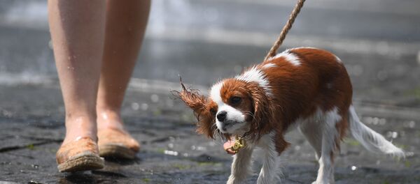 Жара в Москве Жара в Москве - Sputnik Moldova-România