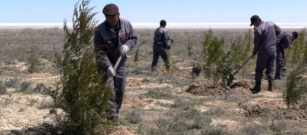 Арал станет лесом - Sputnik Молдова