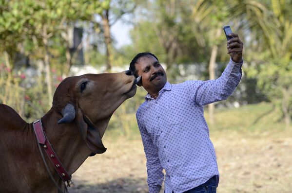 Мужчина делает селфи со своей коровой, Индия - Sputnik Молдова