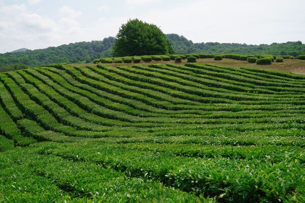 Окрестности чайной плантации в микрорайоне Мацеста города Сочи - Sputnik Moldova-România