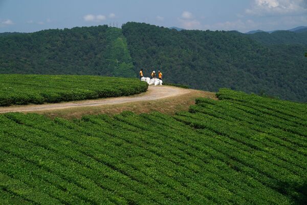 Работники в окрестностях чайной плантации в микрорайоне Мацеста города Сочи - Sputnik Moldova-România