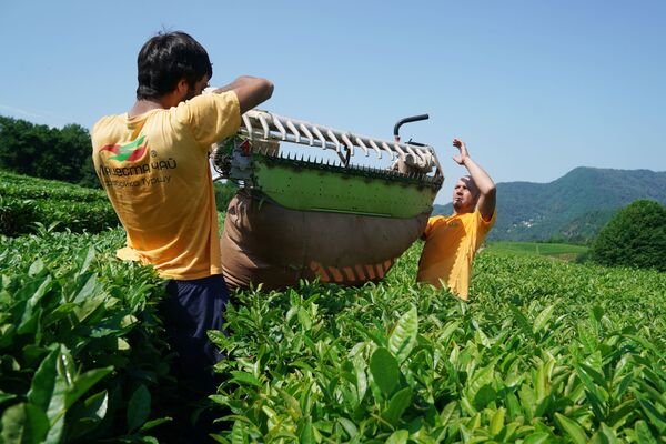 Механизированный сбор чайного листа на плантациях в микрорайоне Мацеста города Сочи - Sputnik Moldova-România