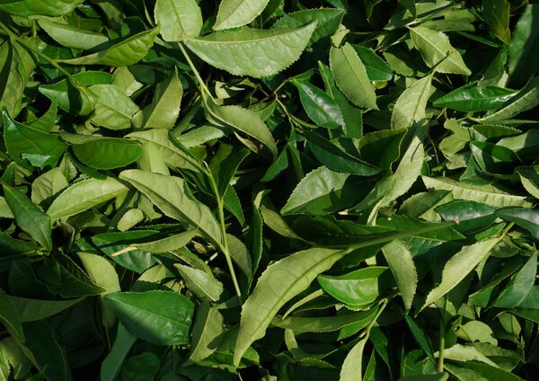 Frunze de ceai culese pe plantațiile fabricii din districtul Mațesta, Soci. - Sputnik Moldova