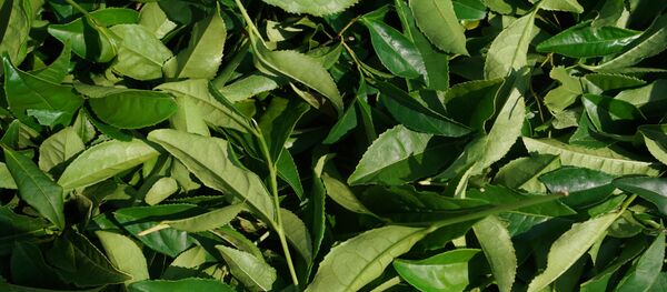 Чайный лист. - Sputnik Молдова