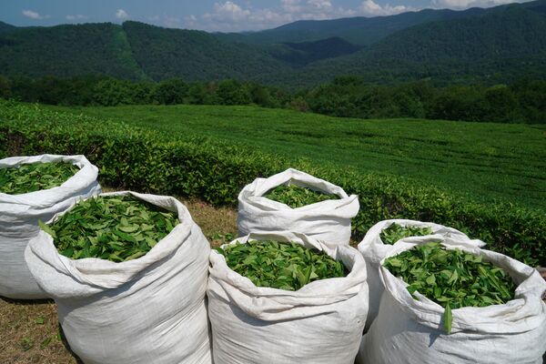 Frunze de ceai adunate în saci pe plantația fabricii din Mațesta, Soci. - Sputnik Moldova