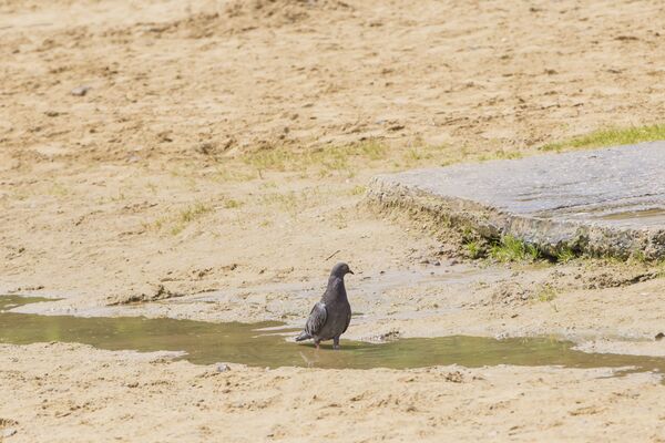 Даже птицы не выдерживают зноя и ищут спасительный глоток воды.  - Sputnik Молдова