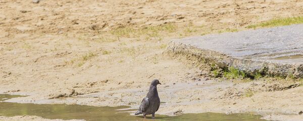 Как люди спасаются от жары в Кишиневе - Sputnik Moldova