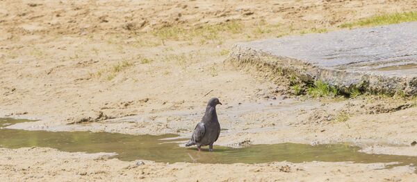 Как люди спасаются от жары в Кишиневе - Sputnik Молдова