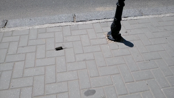 Un șoarece sprinten a stârnit curiozitatea în centrul Chișinăului  - Sputnik Moldova-România