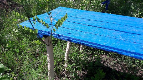 Minune într-un cimitir din zona de codru a Moldovei: Învie lemnul - Sputnik Moldova