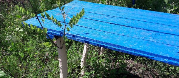 Minune într-un cimitir din zona de codru: Învie lemnul - Sputnik Moldova