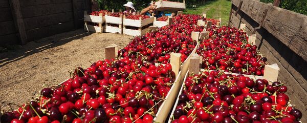 Сбор урожая черешни и вишни  - Sputnik Молдова