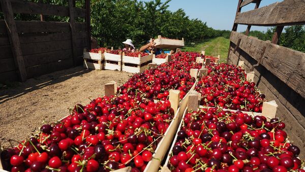 Сбор урожая черешни и вишни  - Sputnik Молдова
