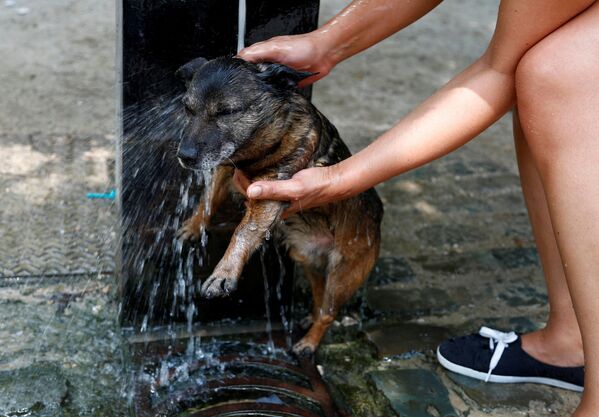 Женщина купает собаку в фонтане в жаркий летний день в Брюсселе, Бельгия - Sputnik Молдова