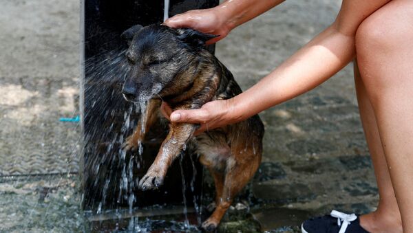 Женщина купает собаку в фонтане в жаркий летний день в Брюсселе, Бельгия - Sputnik Moldova-România