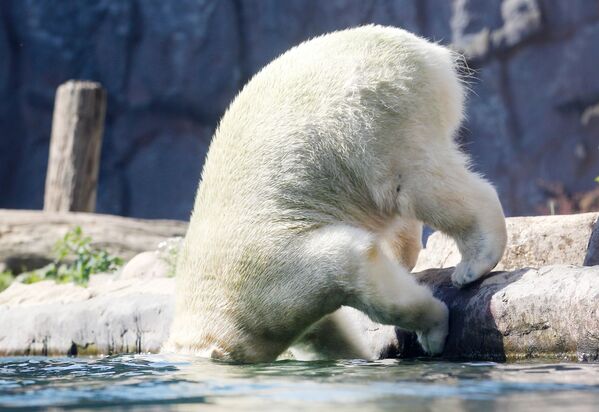 Белый медведь в зоопарке Гельзенкирхена в жаркий летний день, Германия - Sputnik Moldova-România