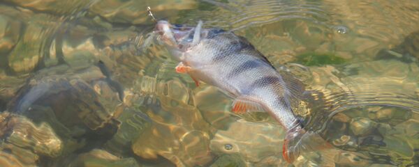 Pește
 - Sputnik Moldova