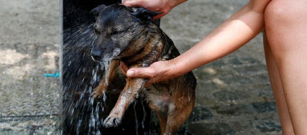 Женщина купает собаку в фонтане в жаркий летний день. Женщина купает собаку в фонтане в жаркий летний день. - Sputnik Молдова